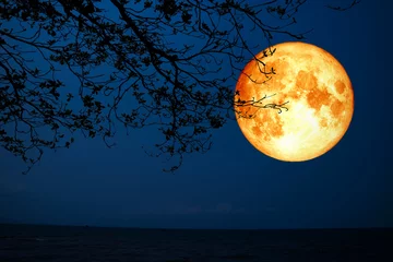 Tableaux ronds sur aluminium brossé Pleine Lune arbre pleine lune de sang silhouette arbre sec au-dessus de la mer