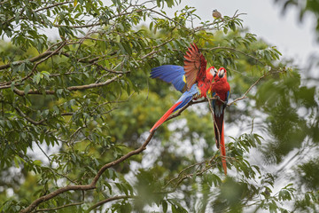 Scarlet Macaw - Ara macao, large beautiful colorful parrot from New World forests, Costa Rica.