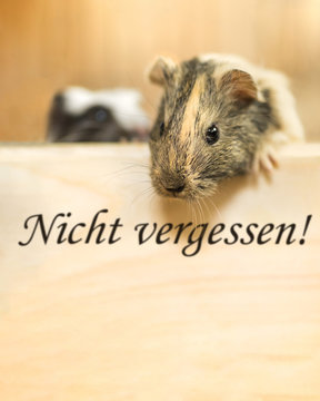 Meerschweinchen schaut auf Textfreiraum f&uuml;r "Nicht vergessen" auf Holzschild f&uuml;r z. B. Terminerinnerung Tierarzt