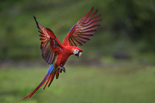 Scarlet Macaw - Ara macao, large beautiful colorful parrot from New World forests, Costa Rica.