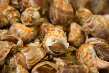 Fresh marine seafood shellfish