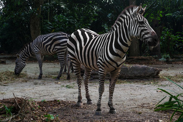 Fototapeta na wymiar Two striped zebras eat hay in the afternoon. Black and white young zebra in the foreground.