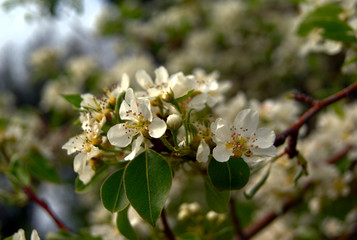 Fiori del pero
