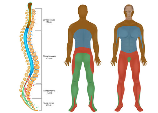 Spinal Nerves Chart. Spinal cord.  Peripheral Nervous System. Spinal Anatomy