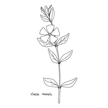 Ink drawing plant of periwinkle