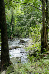 Fototapeta na wymiar scenic view of river, trees with green foliage and rocks, Bali, Indonesia