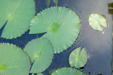 A Beautiful Lotus Flower in the Pond with Green Leaf and Sunshine