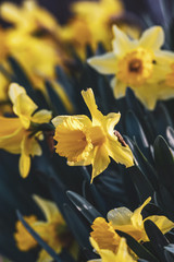 Daffodil blossoms and buds; Narcissus pseudonarcissus; Yellow spring flowers