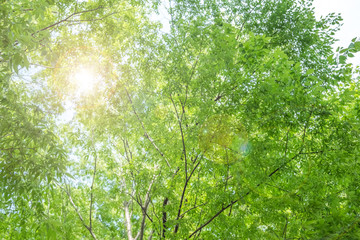 Fototapeta premium ecoイメージ
