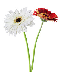 Two wonderful Gerberas (Daisies) isolated on white background. Germany