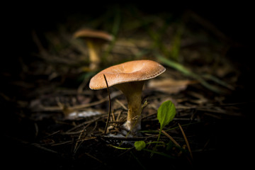 Bleeding Milkcap (Lactarius rubrilacteus) Muhsroom in the forest. Mushroom types. Non poisonous muhsrooms. 
