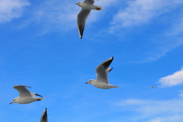 Obraz premium Seagulls on the sky