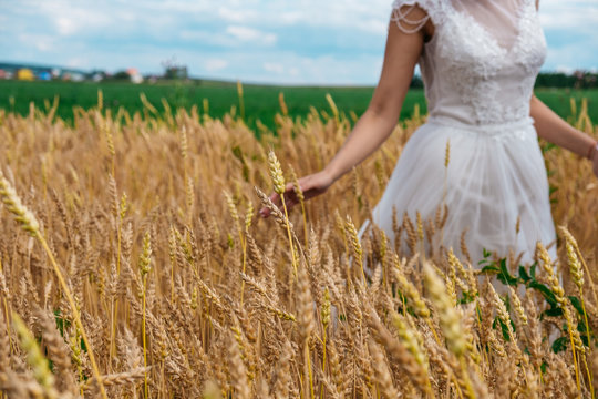 A bride is walking along the wheat field, touching the ears with the hand