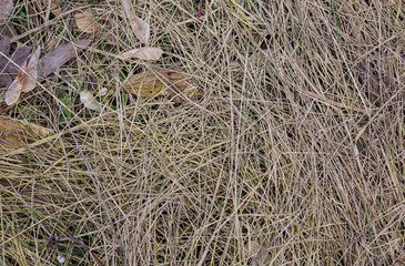 Dry straws on the ground. Real natural texture outdoors. Grass background.