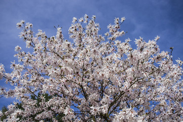 Magnolia © Asfodel