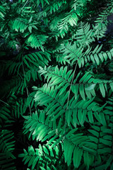deciduous subtropical plant close up on dark background