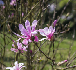 Magnolia © Asfodel