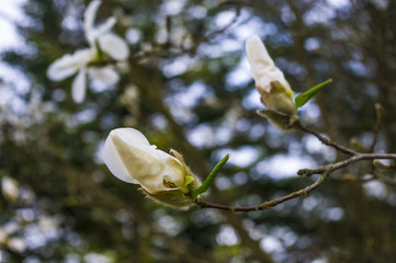 Magnolia © Asfodel
