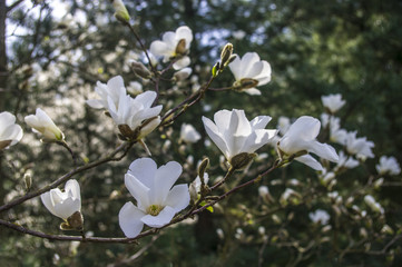 Magnolia © Asfodel