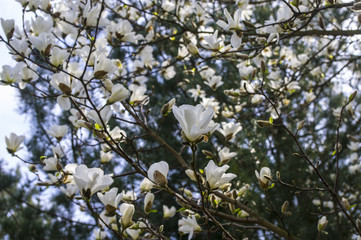 Magnolia