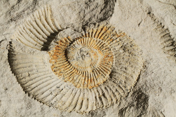 ammonites fossil texture