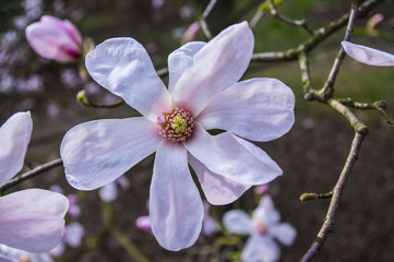 Magnolia © Asfodel