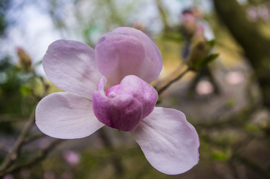 Magnolia