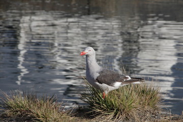 gaviota gris de la Patagonia Argentina en su habitat natural- 