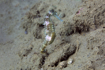 Seahorse  in the Banda sea, Ambon, West Papua, Indonesia