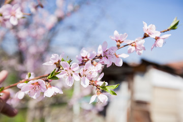 Fototapeta premium Spring Tree Blossom