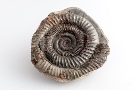 Prehistoric ammonite fossil