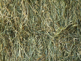 Bales of cereal straw  and hay background, agricultural background. Haystack. Dry grass texture, curface close-up. Feed and litter for cows, horses, goats and sheeps
