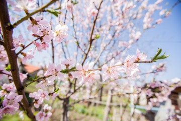 Spring Tree Blossom