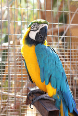 blue and yellow parrot, ara ararauna