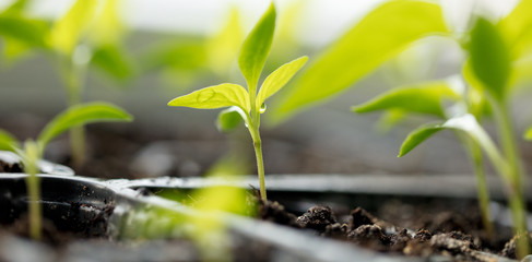 A small green sprout in the ground
