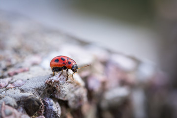 Red ladybug on stone concrete close up macro isolated