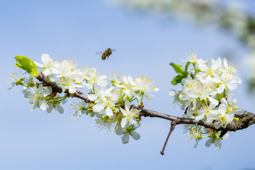 Bee on white plum flower with pollen in springtime. Close up macro of bee on plum blossom