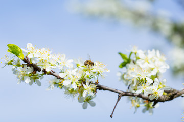 Bee on white plum flower with pollen in springtime. Close up macro of bee on plum blossom