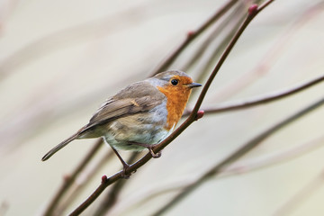 European Robin, Erithacus rubecula, Robin, Birds