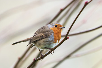 European Robin, Erithacus rubecula, Robin, Birds