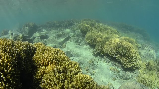 Coral reef scenics of the Sea of Cortez, Baja California Sur, Mexico. 