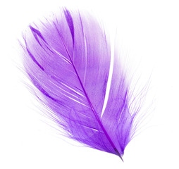 violet feather on a white background