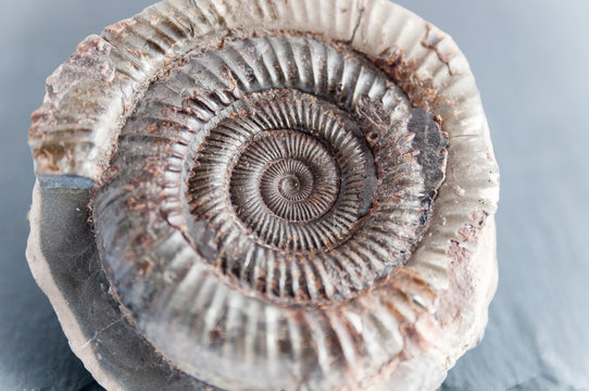 Prehistoric ammonite fossil