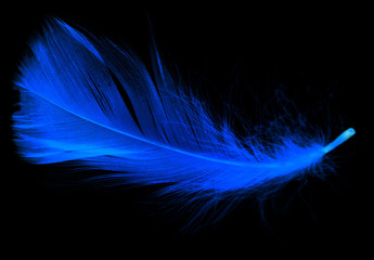 Naklejka premium Niebieskie pióro na czarnym tle
