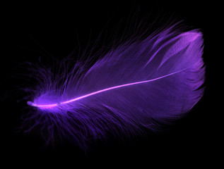 Naklejka premium Niebieskie pióro na czarnym tle