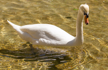 White swan swims in the lake in the open air