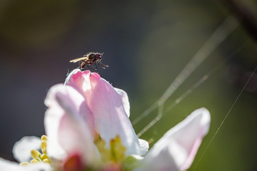 Fly on apple flower with pollen in springtime. Apple blossom macro with green background