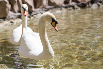 Two swans in love swim in the lake