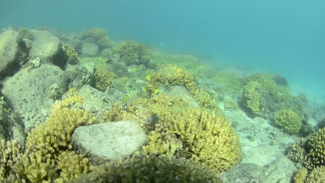 Coral reef scenics of the Sea of Cortez, Baja California Sur, Mexico. 