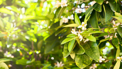 Blooming orange tree in the sun